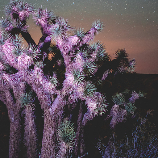 Desert Mystique